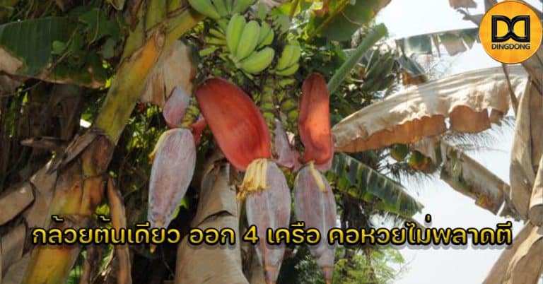 กล้วยต้นเดียว ออก 4 เครือ คอหวยไม่พลาดตี
