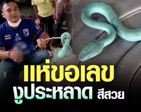 ชาวบ้าน เเห่ขอเลขเด็ด ไม่เคยเจอ งูประหลาดตัวสีฟ้า (2)